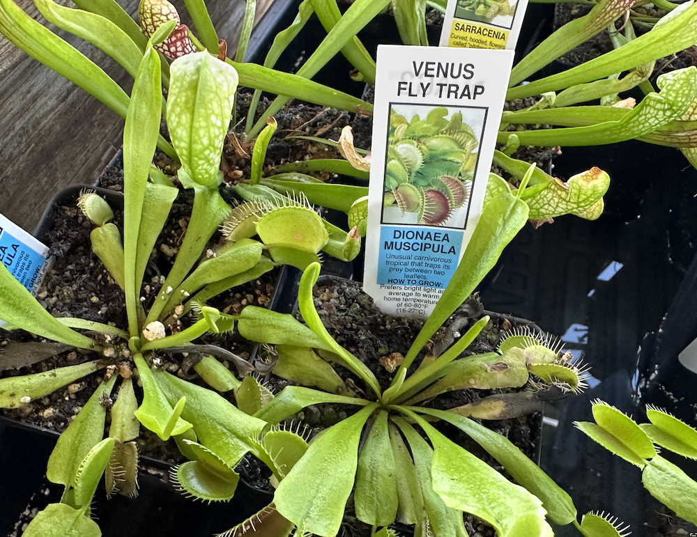 Dammann's Garden Company – How to Grow Carnivorous Plants in